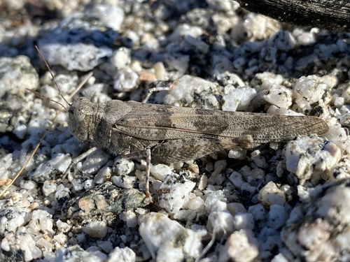 iNaturalist observation photo of Pallid-winged Grasshopper