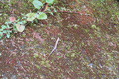 Plestiodon japonicus