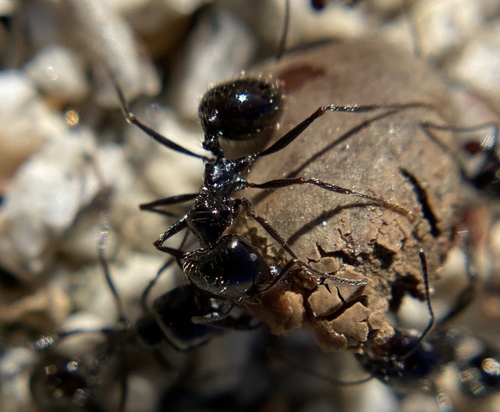 iNaturalist observation photo of Black Harvester Ant
