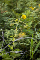 Berkheya speciosa