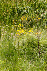 Berkheya speciosa