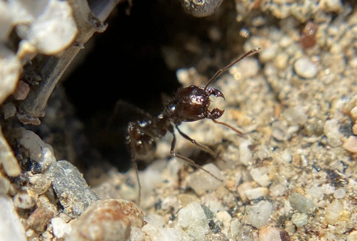 iNaturalist observation photo of Black Harvester Ant