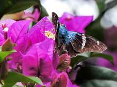 Astraptes fulgerator azul