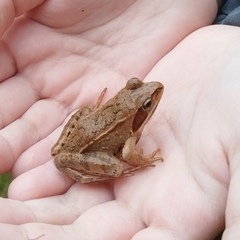 Rana arvalis