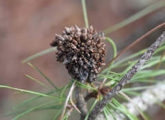 Trisetacus floridanus