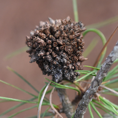 Trisetacus floridanus