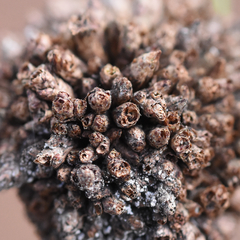 Trisetacus floridanus