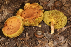 Xerocomus illudens