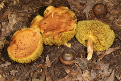 Xerocomus illudens