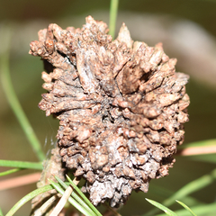 Trisetacus floridanus