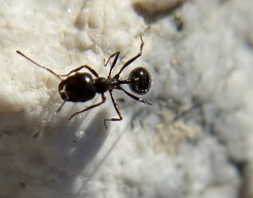iNaturalist observation photo of Black Harvester Ant