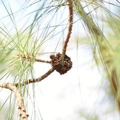 Trisetacus floridanus