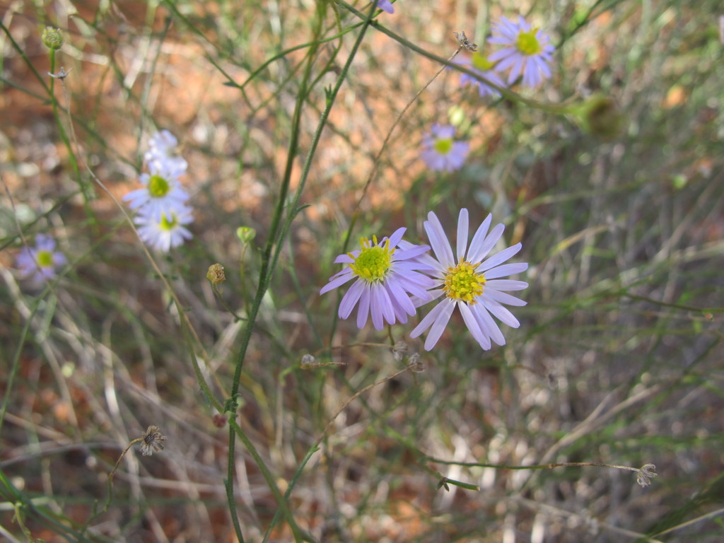 Brachyscome trachycarpa