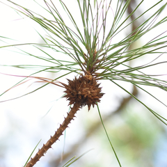 Trisetacus floridanus