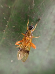 Benhamyia apicalis