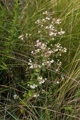 Chaenostoma floribundum