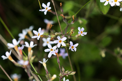 Chaenostoma floribundum