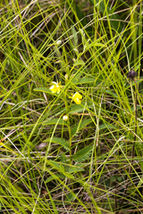 Chamaecrista capensis