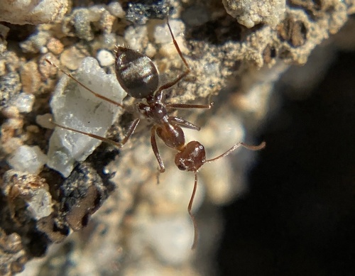 iNaturalist observation photo of North American Honeypot Ants