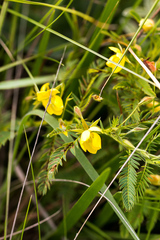 Chamaecrista capensis