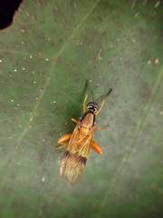 Benhamyia apicalis