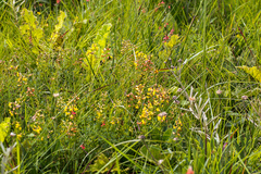 Crotalaria globifera