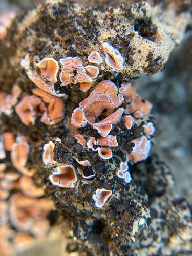 iNaturalist observation photo of Blushing Scale