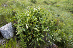 Cussonia paniculata paniculata