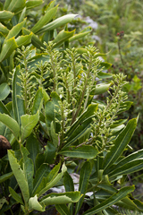 Cussonia paniculata paniculata
