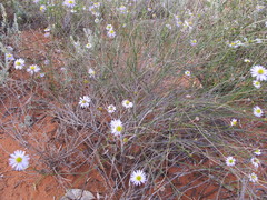 Brachyscome trachycarpa