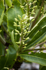 Cussonia paniculata paniculata