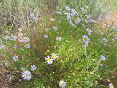 Brachyscome trachycarpa