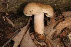 Lactarius imperceptus