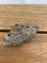 Speiredonia spectans