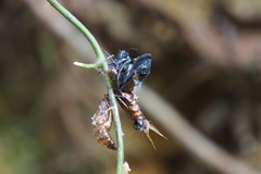 Delias pasithoe