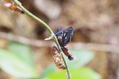 Delias pasithoe