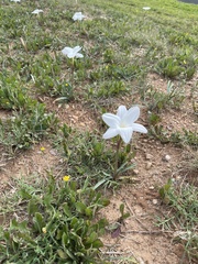 Zephyranthes drummondii