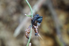 Delias pasithoe