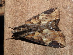 Ercheia
