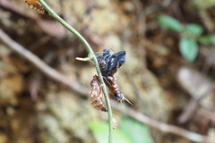 Delias pasithoe