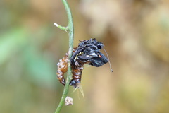 Delias pasithoe