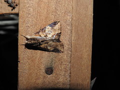 Ercheia