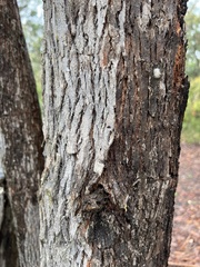 Angophora bakeri