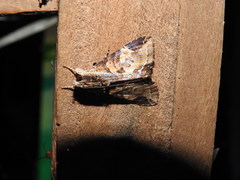 Ercheia