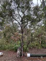 Angophora bakeri