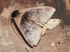 Crithote pallivaga