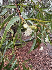 Angophora bakeri