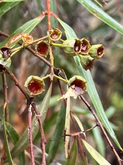 Angophora bakeri