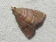 Nolasena ferrifervens