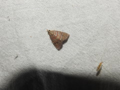 Nolasena ferrifervens